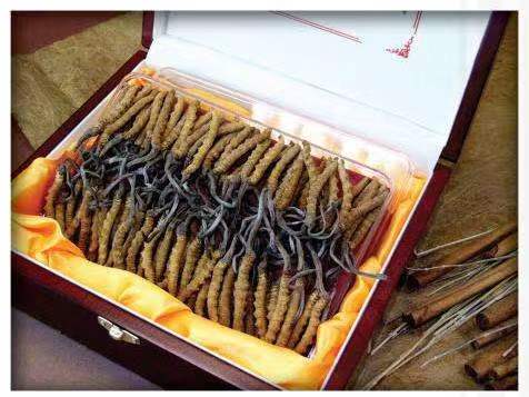 和顺冬虫夏草回收